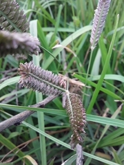 Eleusine tristachya