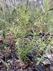 Persoonia nutans