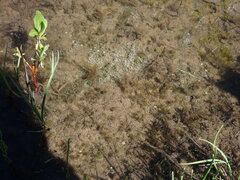 Sarmentypnum exannulatum exannulatus