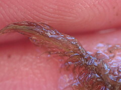 Sarmentypnum exannulatum exannulatus