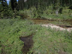 Sarmentypnum exannulatum exannulatus