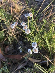 Ixodia achillaeoides