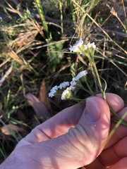 Ixodia achillaeoides