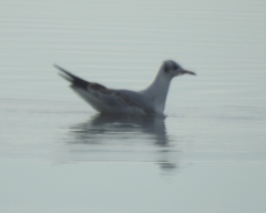 Chroicocephalus philadelphia