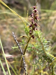 Genoplesium rufum