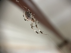 Zosis geniculata