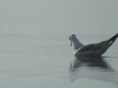 Chroicocephalus philadelphia