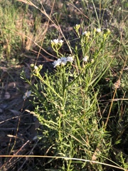 Ixodia achillaeoides