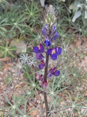 Lupinus sparsiflorus