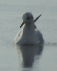 Chroicocephalus philadelphia