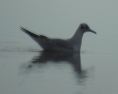 Chroicocephalus philadelphia