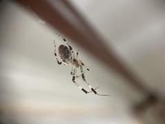 Zosis geniculata