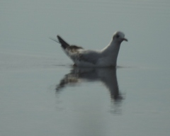 Chroicocephalus philadelphia