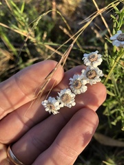 Ixodia achillaeoides