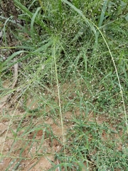 Eragrostis trichodes