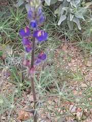 Lupinus sparsiflorus