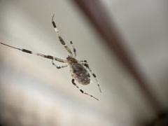 Zosis geniculata