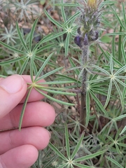 Lupinus sparsiflorus