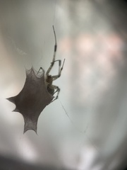 Zosis geniculata