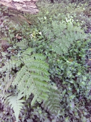Dryopteris azorica