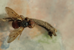 Myopa testacea