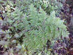 Dryopteris azorica