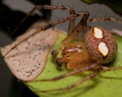Araneus miniatus