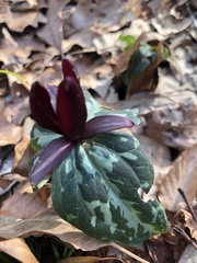 Trillium maculatum