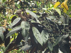 Ocotea leucoxylon