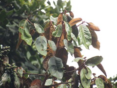 Ocotea leucoxylon