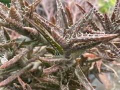 Aloe juvenna