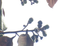 Ocotea leucoxylon