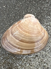 Megapitaria squalida