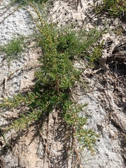 Suaeda australis