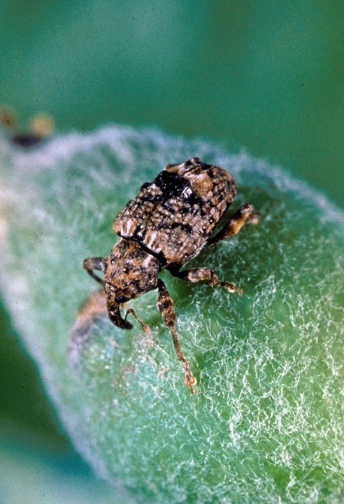 Plum Curculio