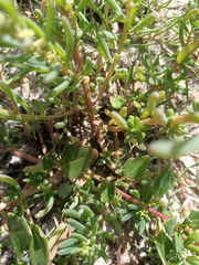 Suaeda australis