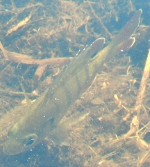 Lepomis macrochirus purpurascens