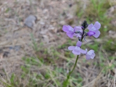 Nuttallanthus texanus