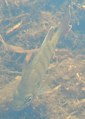 Lepomis macrochirus purpurascens