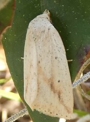 Amolita obliqua