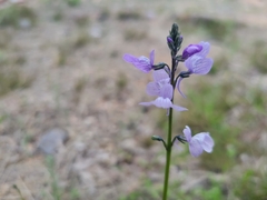 Nuttallanthus texanus