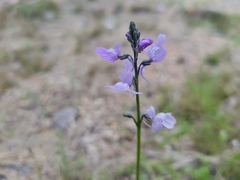 Nuttallanthus texanus