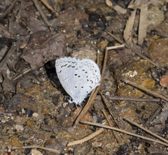 Celastrina ladon