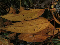 Ocotea leucoxylon
