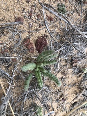 Phacelia integrifolia