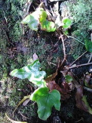 Asplenium hemionitis