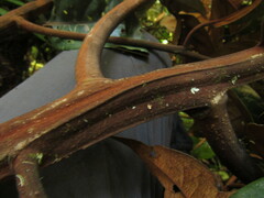 Ocotea leucoxylon