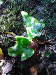 Asplenium hemionitis