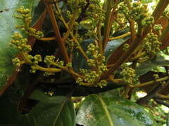 Ocotea leucoxylon