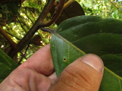 Ocotea leucoxylon